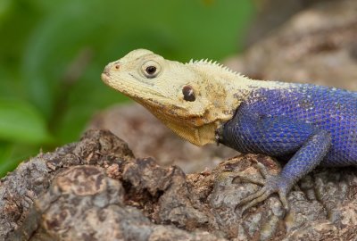 Common agama / Kolonisten Agaam 