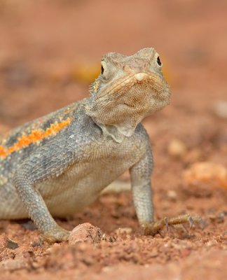 Common agama / Kolonisten Agaam 