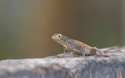 Common agama / Kolonisten Agaam 