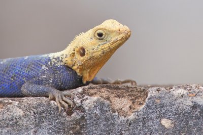 Common agama / Kolonisten Agaam 