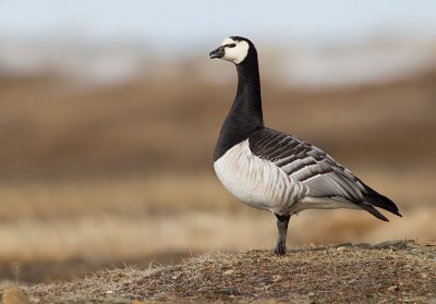 Barnacle goose / Brandgans 