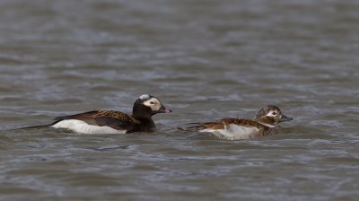 Long-tailed duck / IJseend 