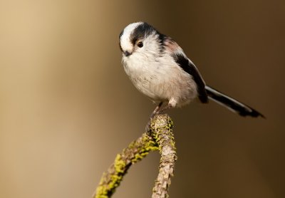 Long-tailed tit / Staartmees