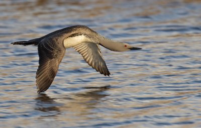 Red-throated Diver / Roodkeelduiker 