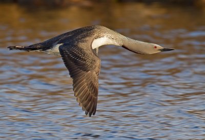 Red-throated Diver / Roodkeelduiker 