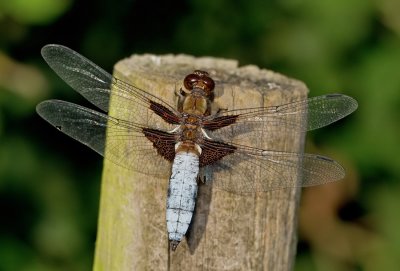 Broad bodied chaser / Platbuik