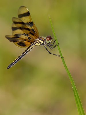 Halloween Pennant / Celithemis eponina 