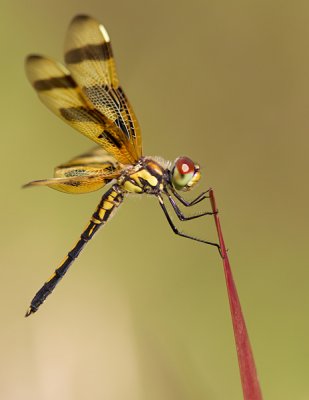 Halloween Pennant / Celithemis eponina 