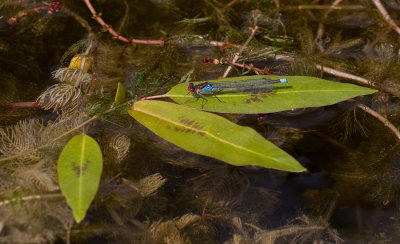 Red-eyed Damselfly / Grote Roodoogjuffer