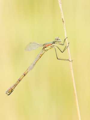 Scarce Emerald Damselfly / Tangpantserjuffer 