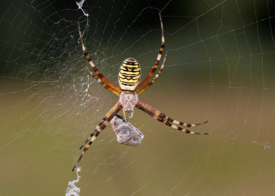 Wasp spider / Wespenspin