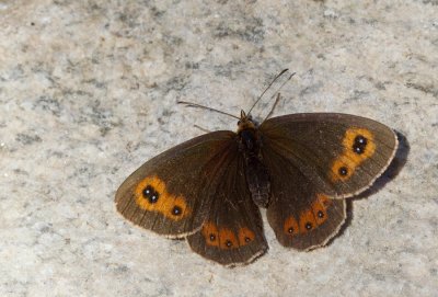 Scotch Argus / Zomererebia