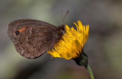 Water ringlet / Watererebia 