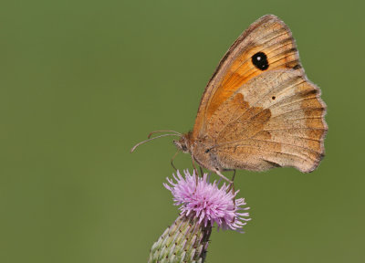 Gatekeeper / Oranje Zandoogje 