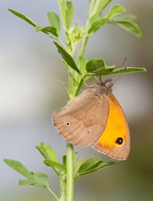 Meadow Brown / Bruin Zandoogje 