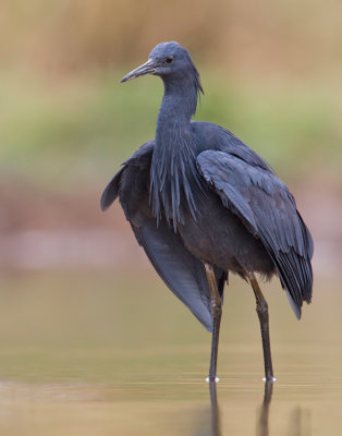 Black heron / Zwarte reiger