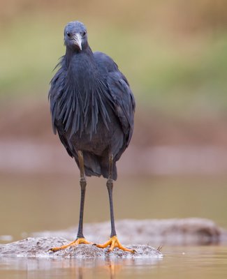 Black heron / Zwarte reiger
