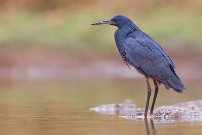 Black heron / Zwarte reiger