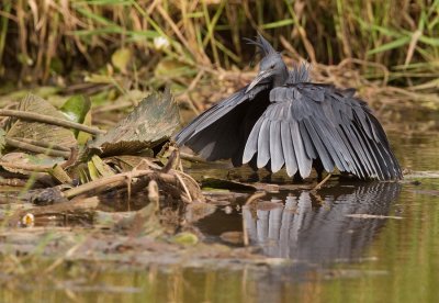 Black heron / Zwarte reiger