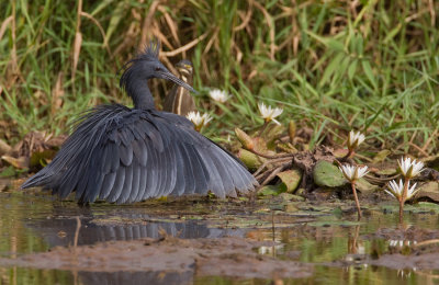 Black heron / Zwarte reiger