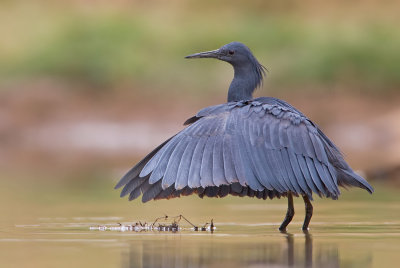 Black heron / Zwarte reiger