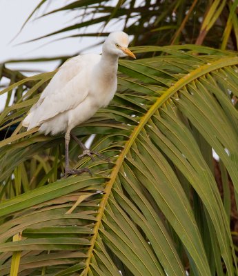 Cattle Egret / Koereiger 