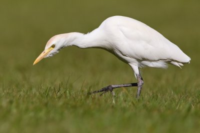 Cattle Egret / Koereiger 