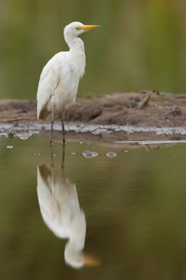 Cattle Egret / Koereiger 