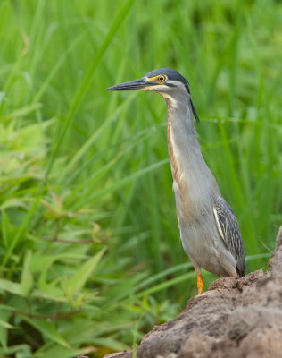 Striated heron / Mangrove reiger 