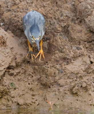 Striated heron / Mangrove reiger 