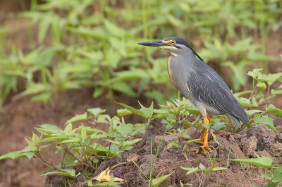 Striated heron / Mangrove reiger 