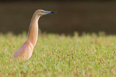 Squacco Heron / Ralreiger 