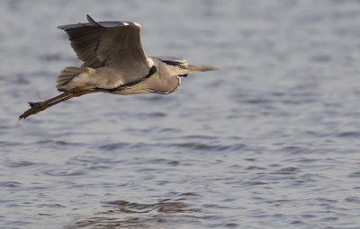 Grey heron / Blauwe reiger 
