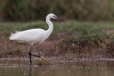 Little egret / Kleine zilverreiger