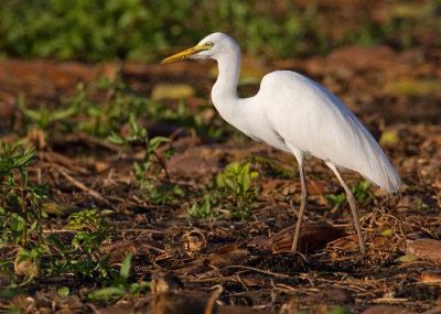 Intermediate heron / Middelste zilverreiger
