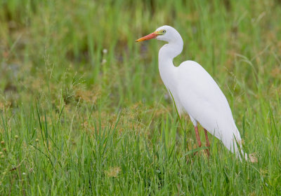 Intermediate heron / Middelste zilverreiger