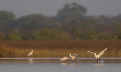 Little egret / Kleine zilverreiger 