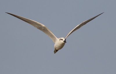 Gull-billed tern / Lachstern