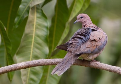 Laughing dove / Palmtortel 