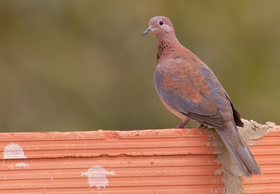 Laughing dove / Palmtortel 
