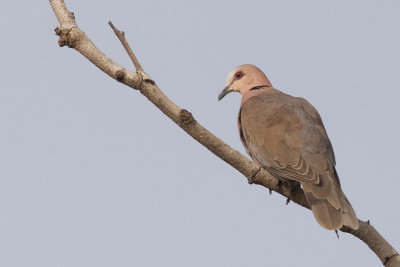 Red-eyed dove / Roodoogtortel 