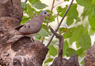 Blue-spotted wood dove / Staalvlekduif 