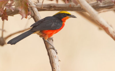 Yellow-crowned gonolek / Goudkapfiscaal
