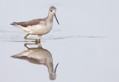 Greenshank / Groenpootruiter