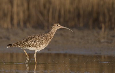 Whimbrel / Regenwulp