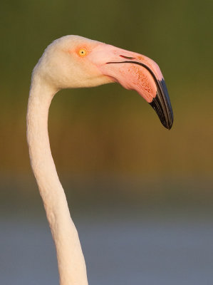 Greater Flamingo / Europese flamingo 