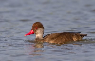 Red-crested Pochard / Krooneend 