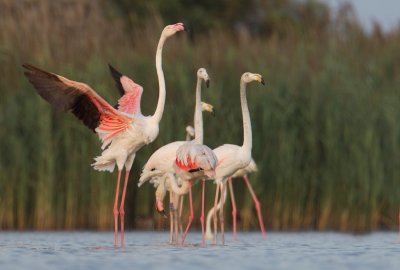 Greater Flamingo / Europese flamingo