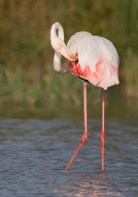 Greater Flamingo / Europese flamingo 