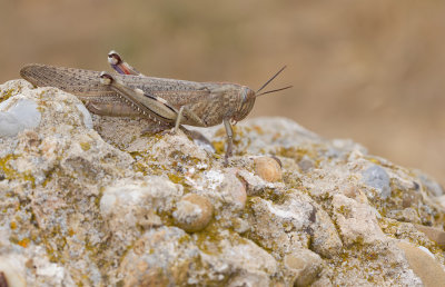 Egyptian Locust / Egyptische sprinkhaan